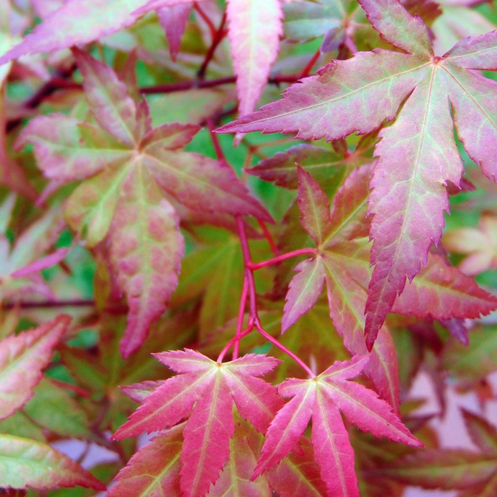 Acer palmatum Redwine - Acero giapponese