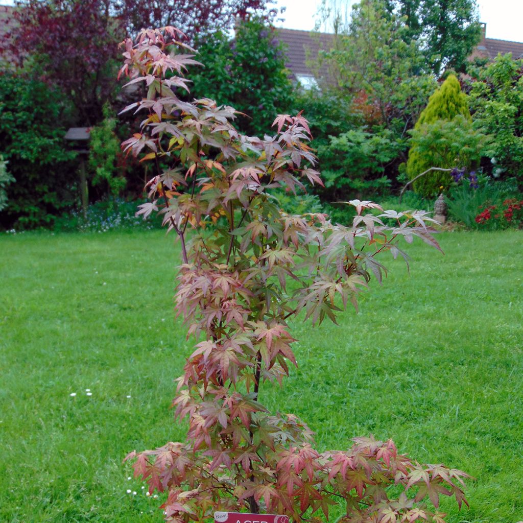 Acer palmatum Redwine - Acero giapponese