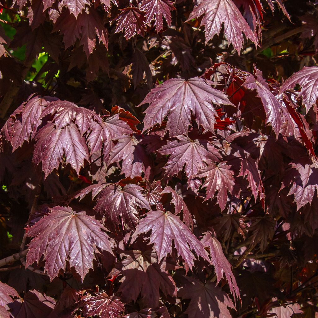 Acer platanoides Crimson Sentry - Acero riccio