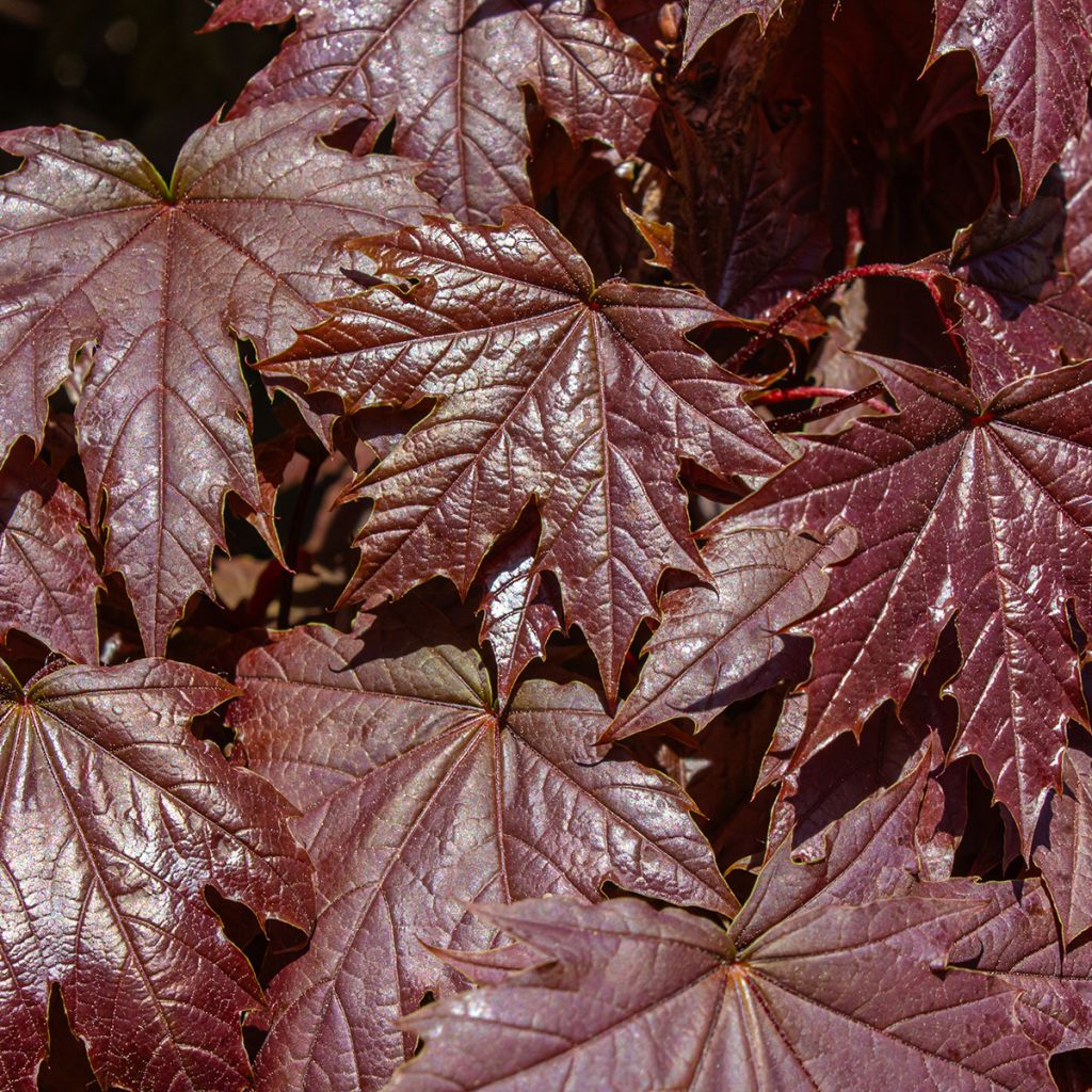 Acer platanoides Crimson Sentry - Acero riccio