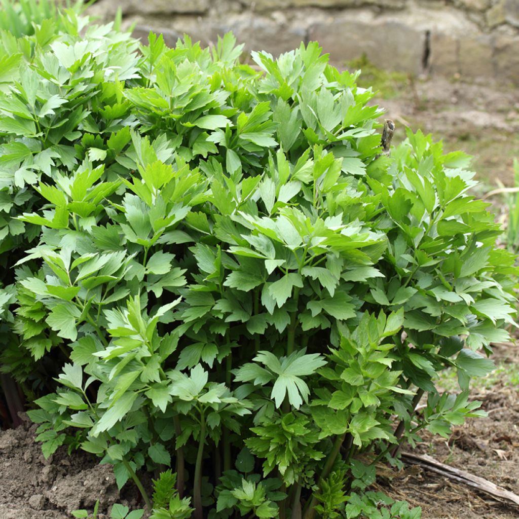 Levisticum officinale - Levistico