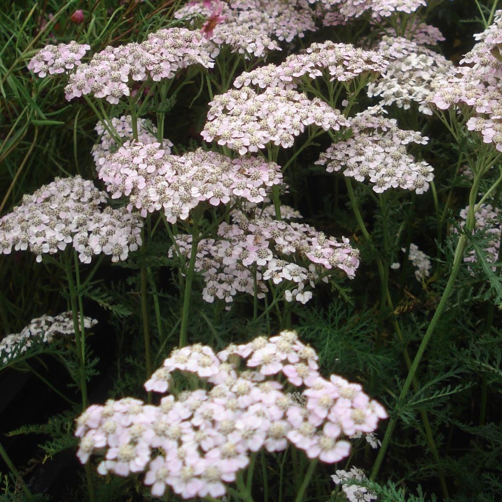 Achillea millefolium Wonderful Wampee