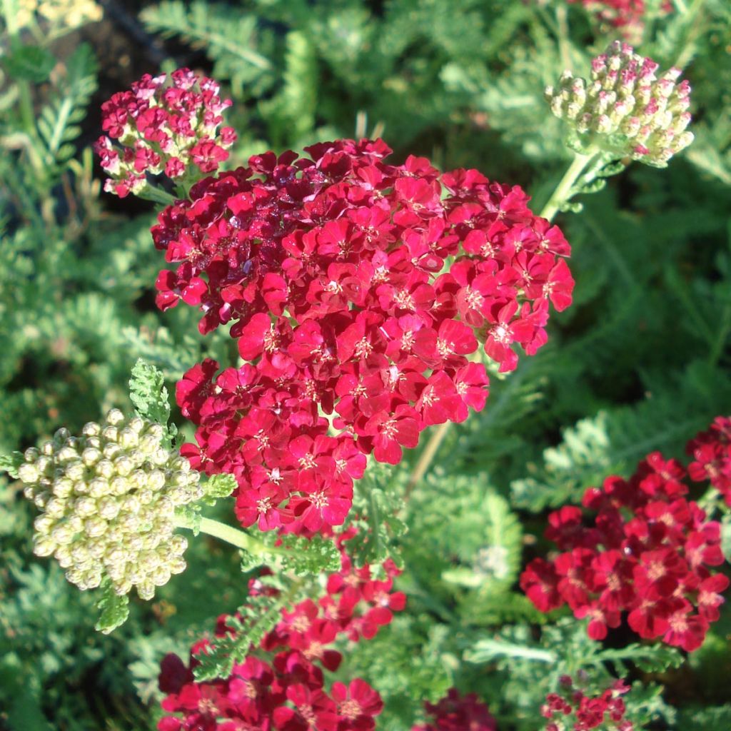 Achillea millefolium Pomegranate
