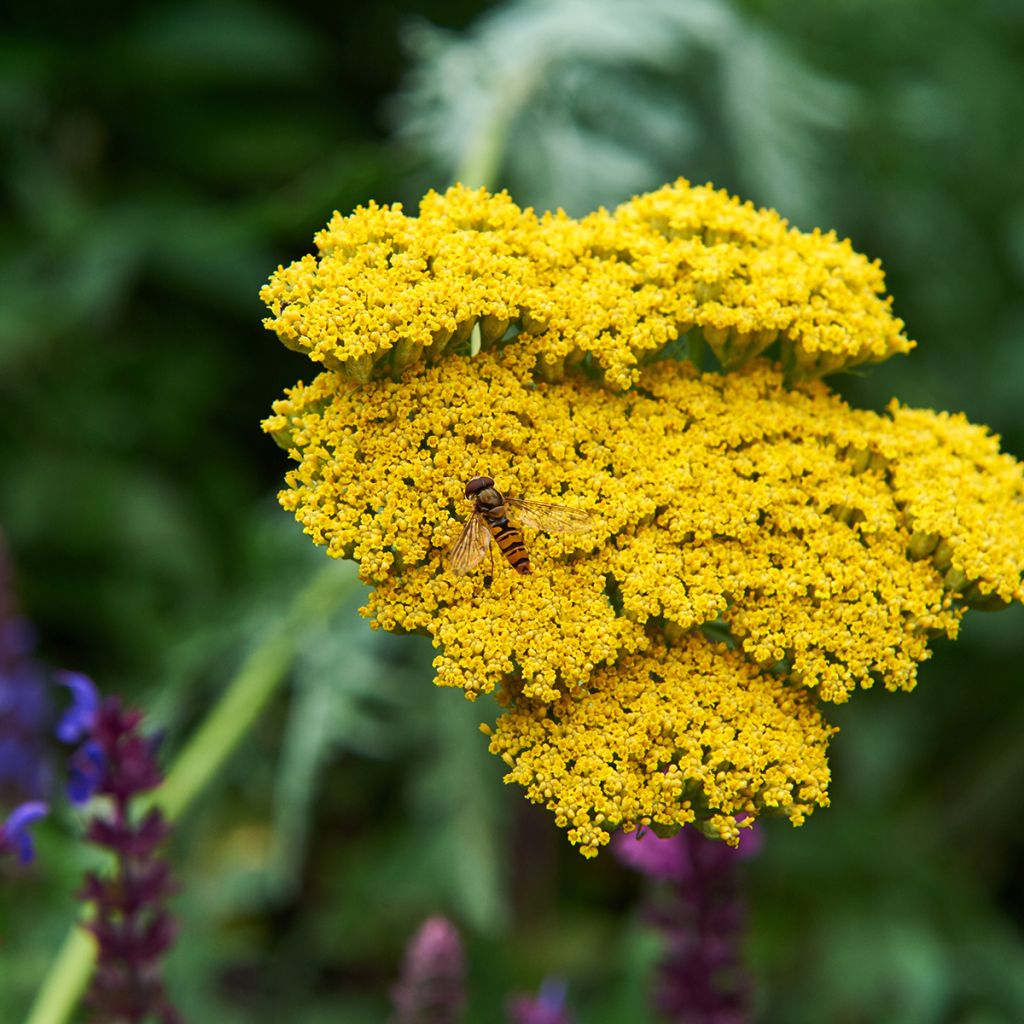 Achillea Coronation Gold
