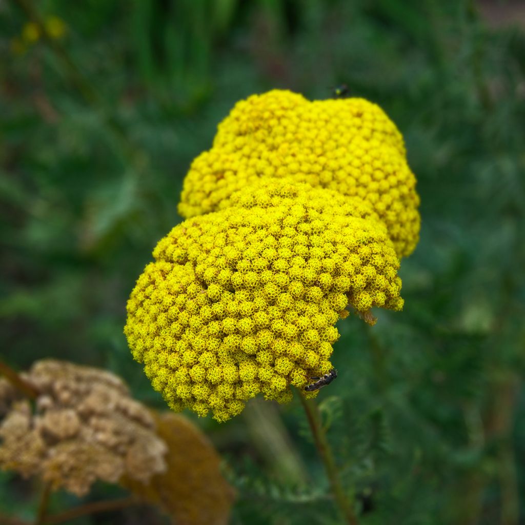 Achillea fillipendulina Cloth of Gold
