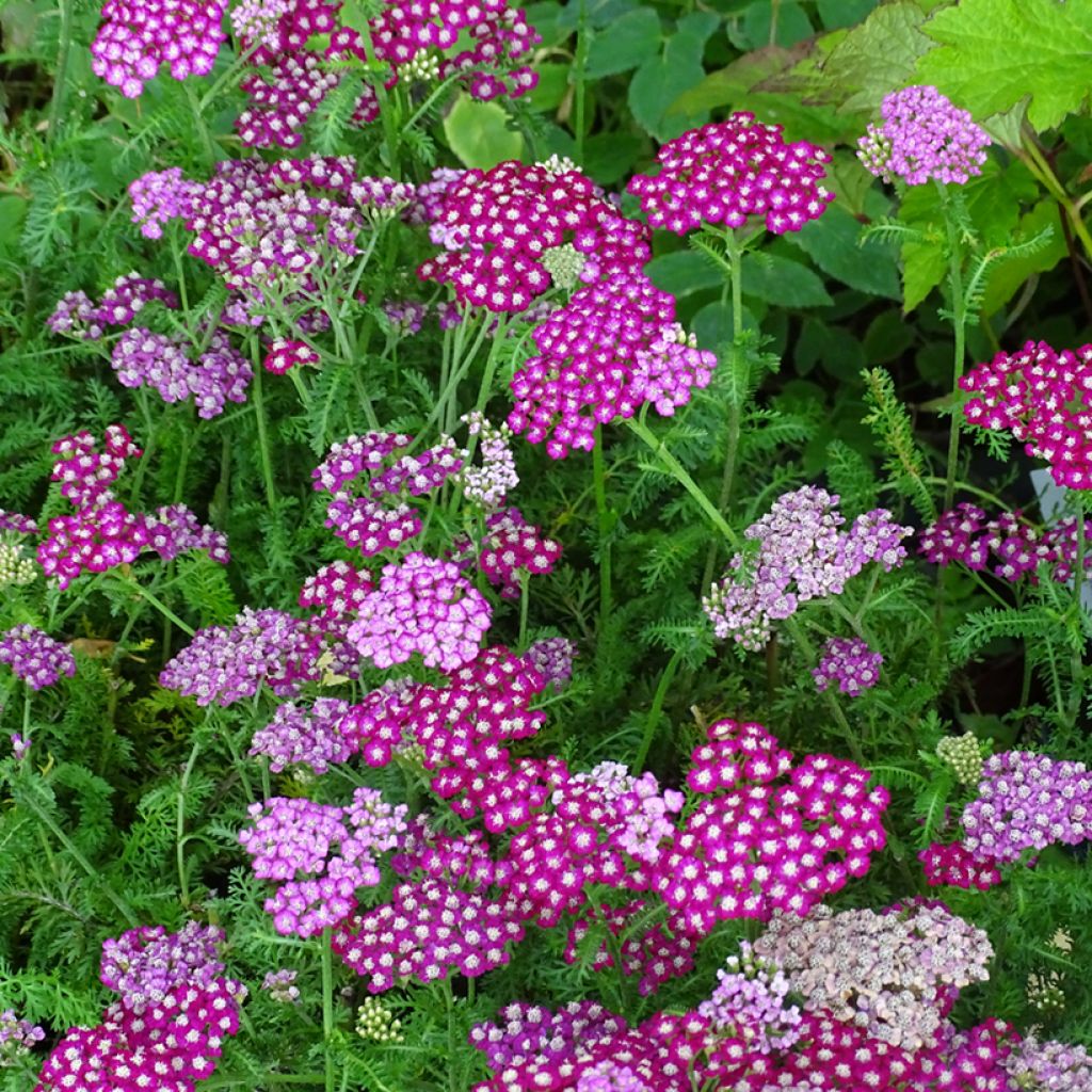 Achillée millefolium New Vintage Violet