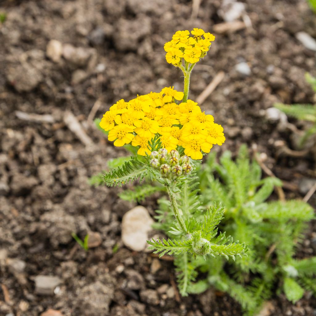 Achillea tomentosa - Millefoglio giallo