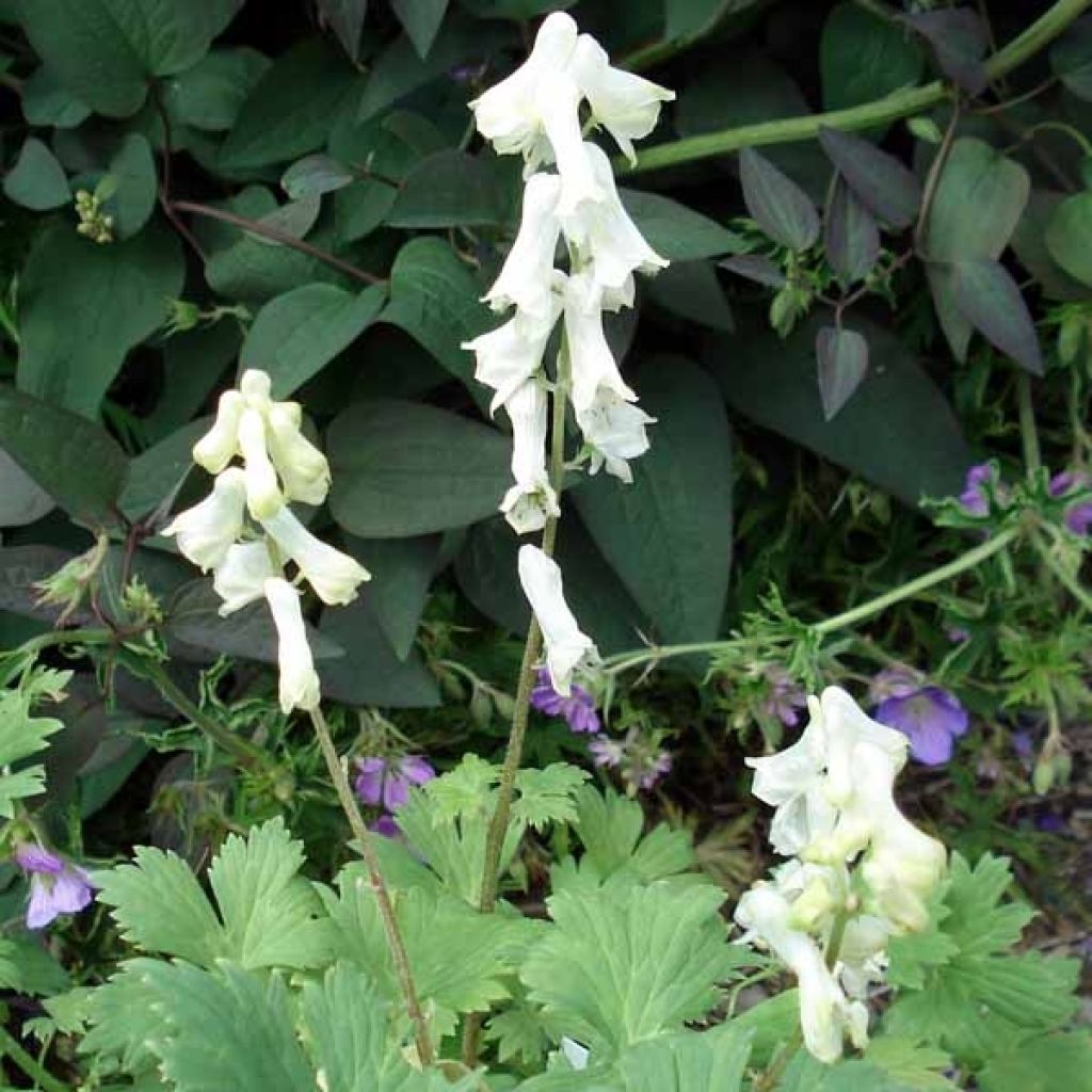 Aconite septentrionale Ivorine, Aconitum