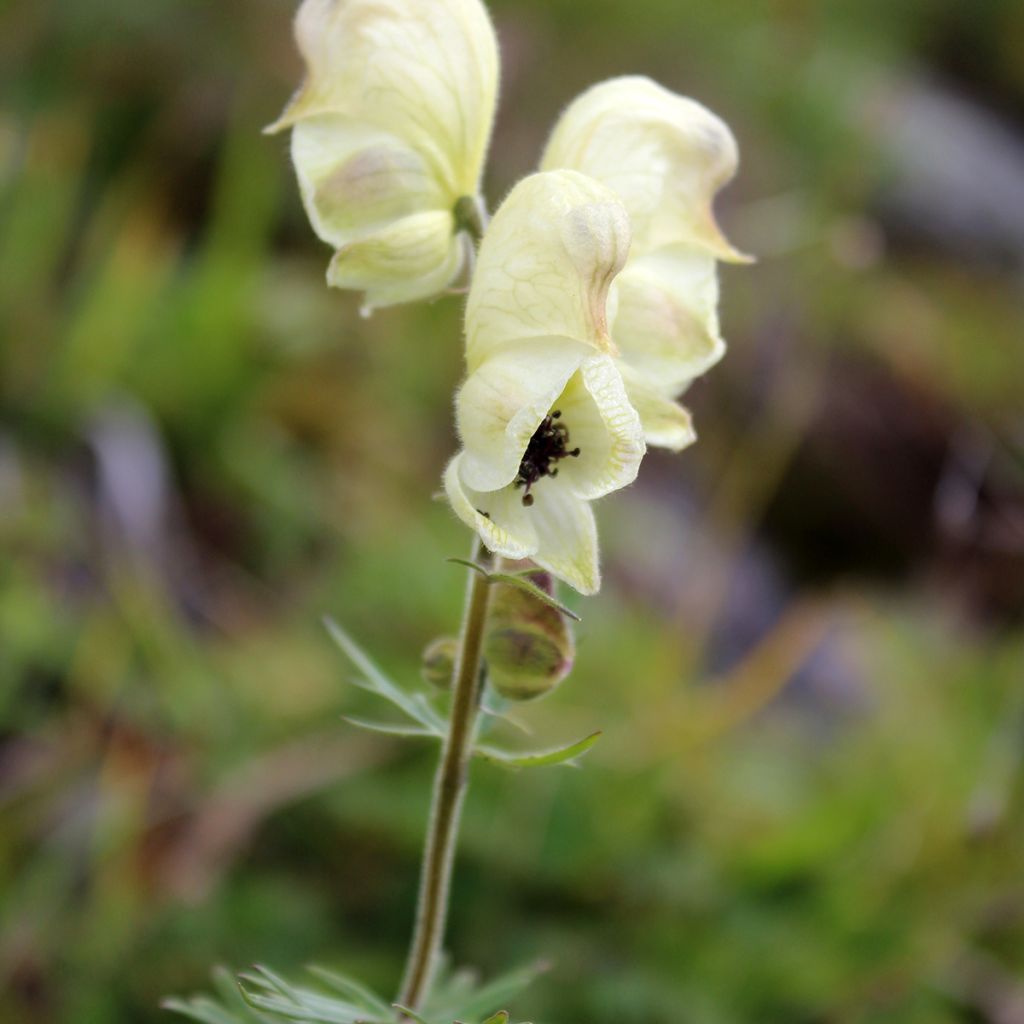 Aconito antora - Aconitum anthora