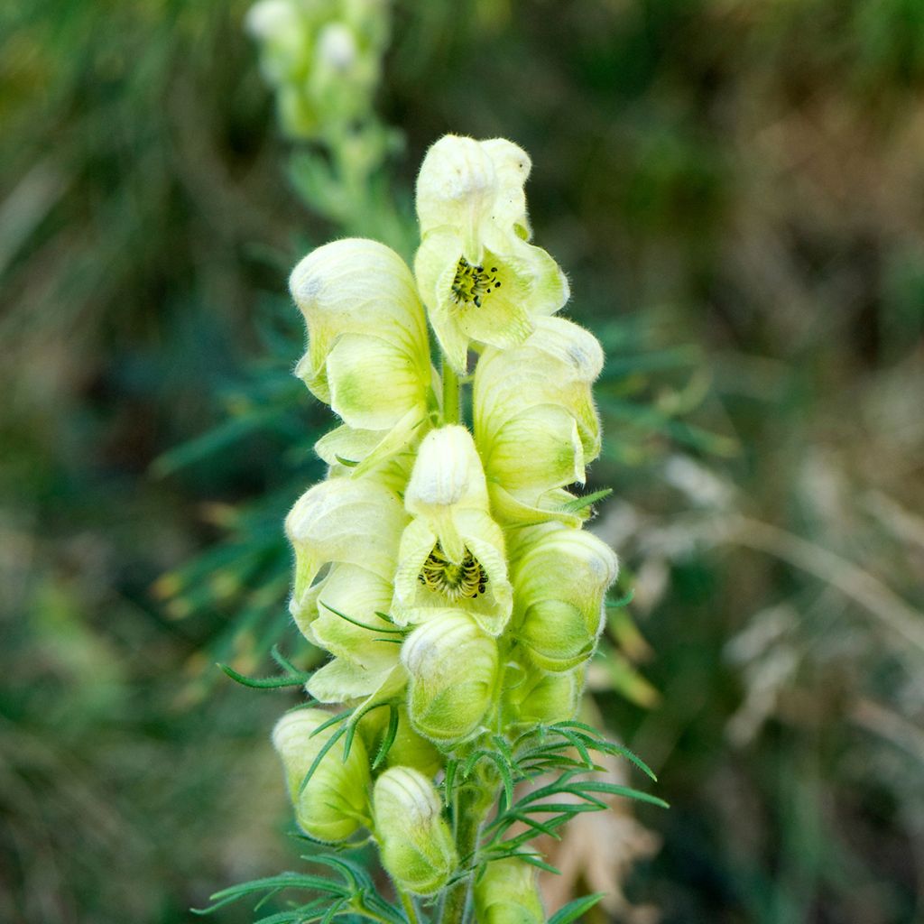 Aconito antora - Aconitum anthora