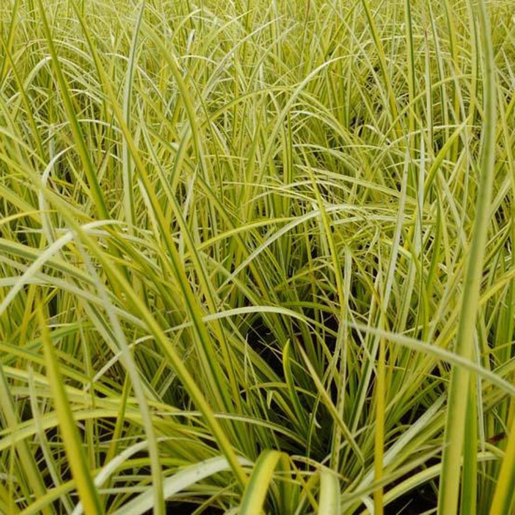 Acorus gramineus Ogon - Acore panaché - Jonc japonais panaché