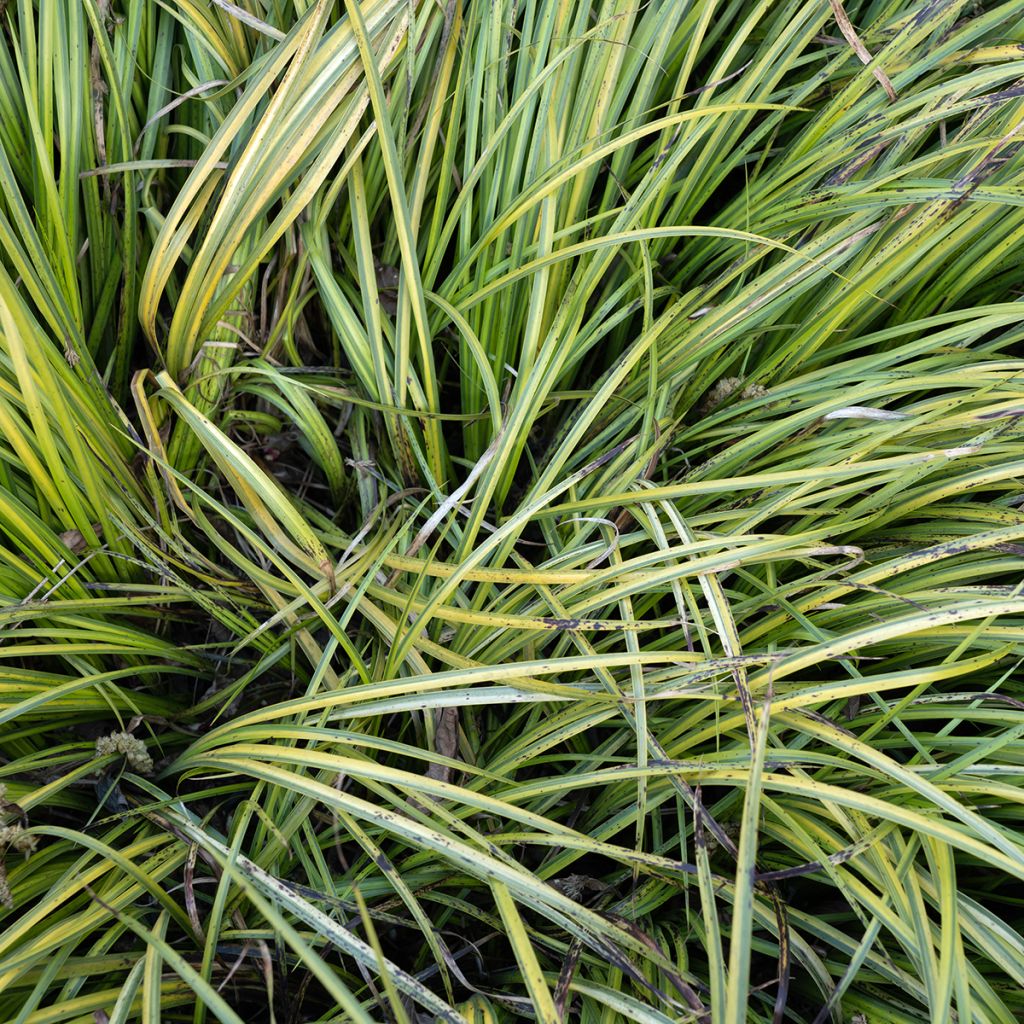 Acorus gramineus Ogon - Piccolo calamo