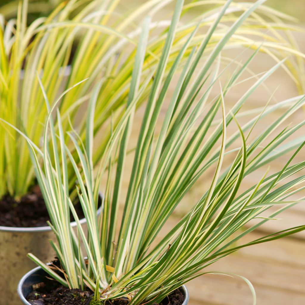 Acorus gramineus Variegatus - Piccolo calamo