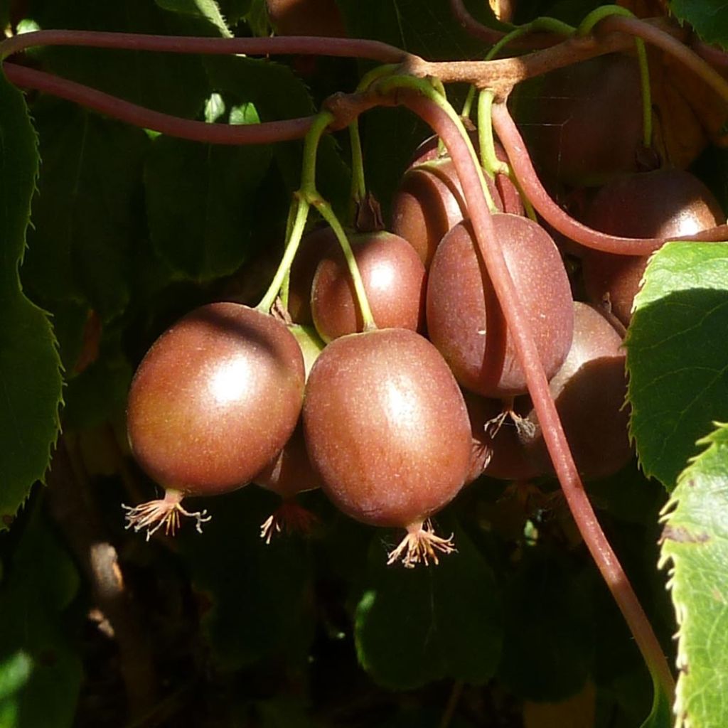Mini kiwi Actinidia arguta Purpurea (Feminna)