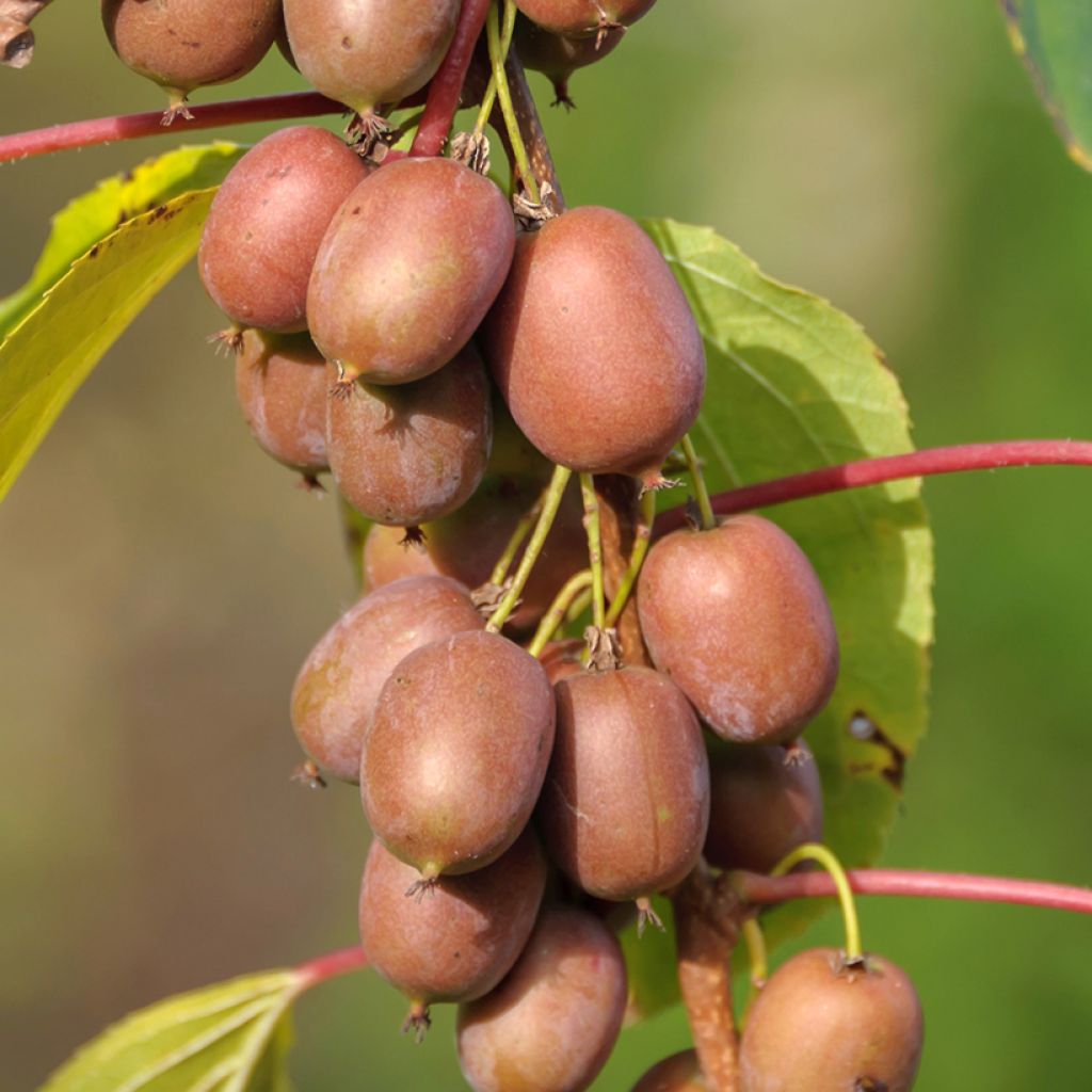 Actinidia kolomikta Red Beauty - Kiwi tricolore