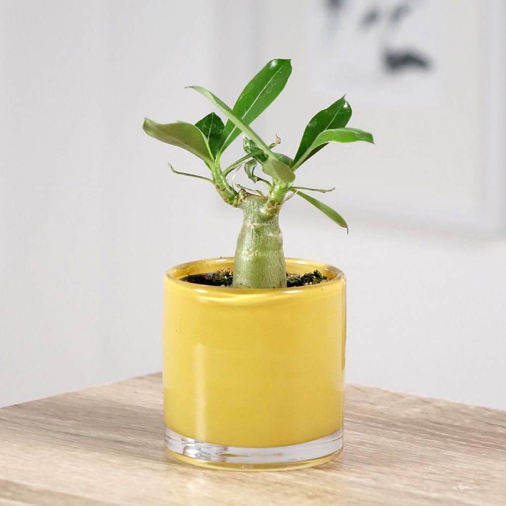 Adenium obesum - Rosa del deserto