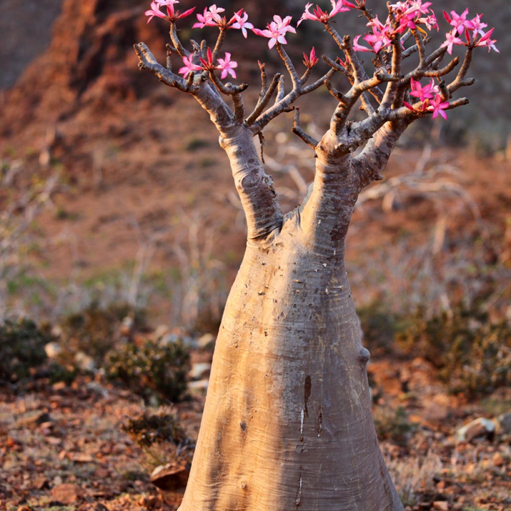 Adenium obesum - Rosa del deserto