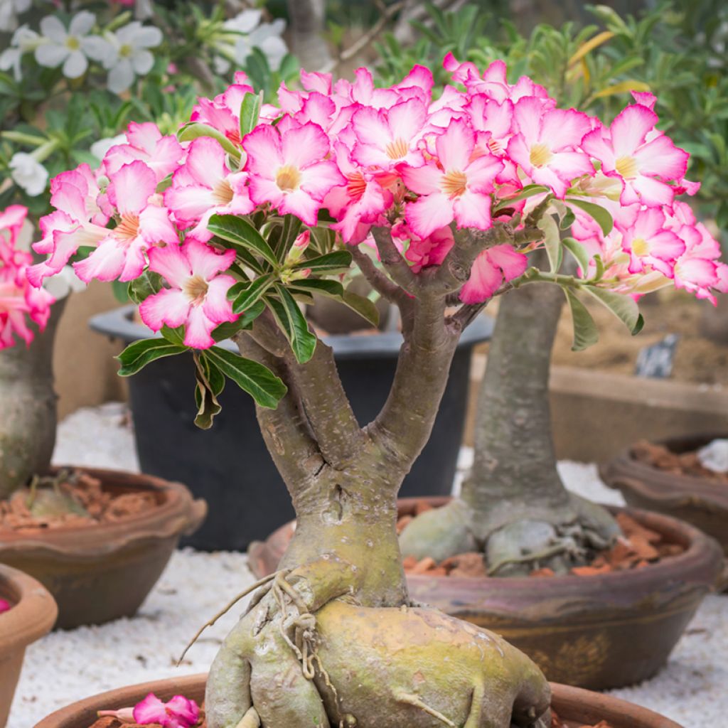 Adenium obesum - Rosa del deserto