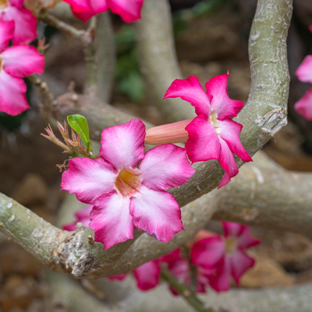 Adenium obesum - Rosa del deserto