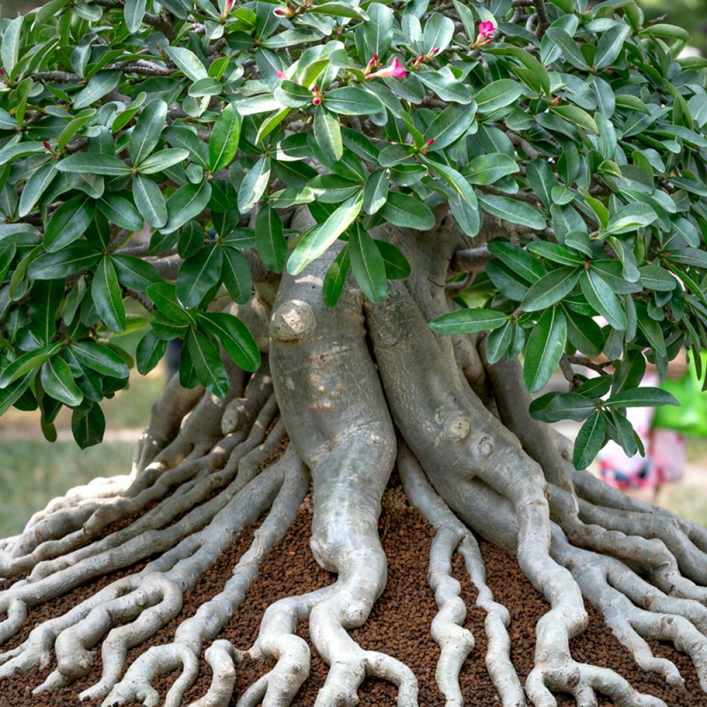 Adenium obesum - Rosa del deserto