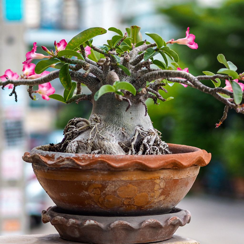 Adenium obesum - Rosa del deserto