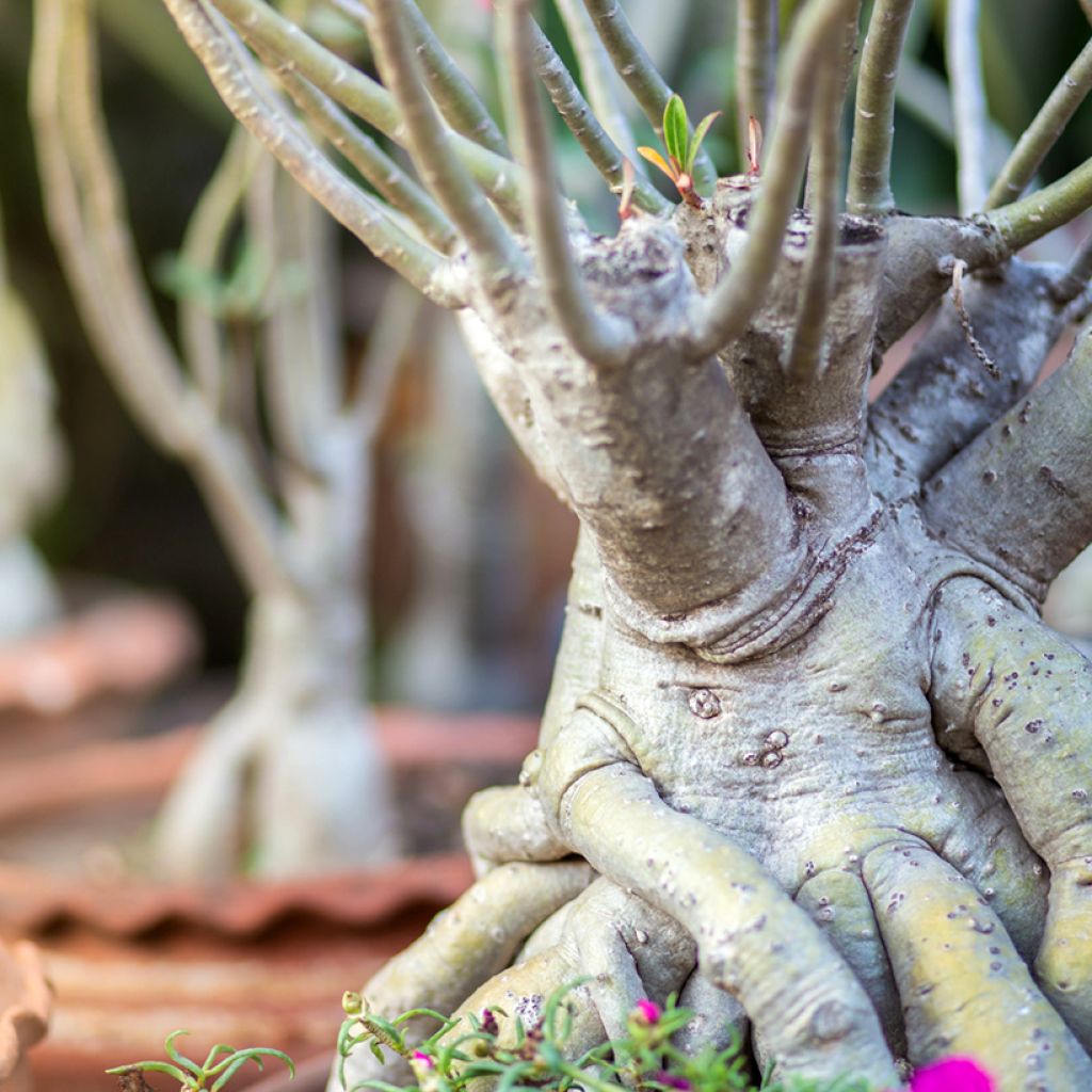 Adenium obesum - Rosa del deserto
