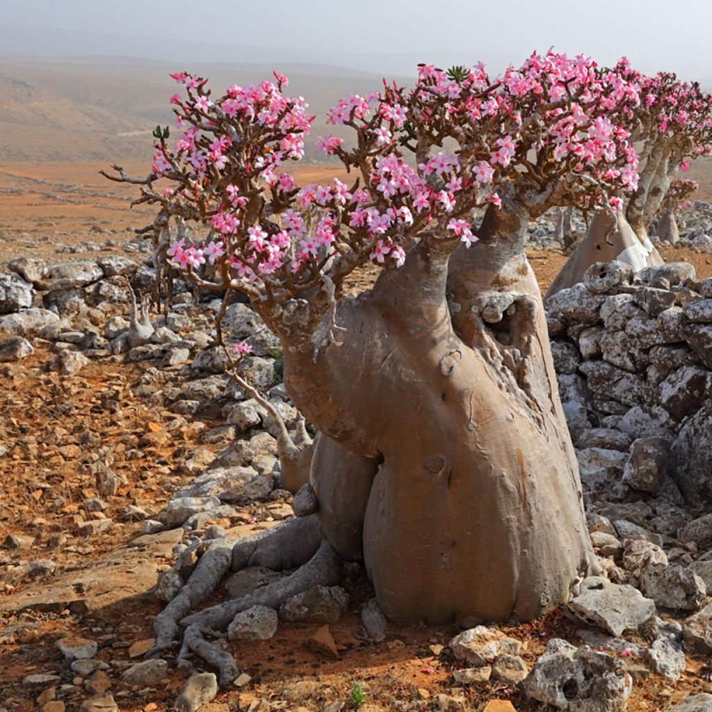 Adenium obesum - Rosa del deserto