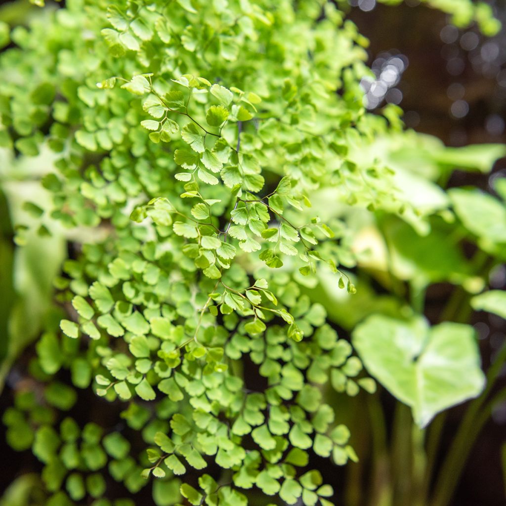 Adiantum Fritz Lüthi - Capillaire