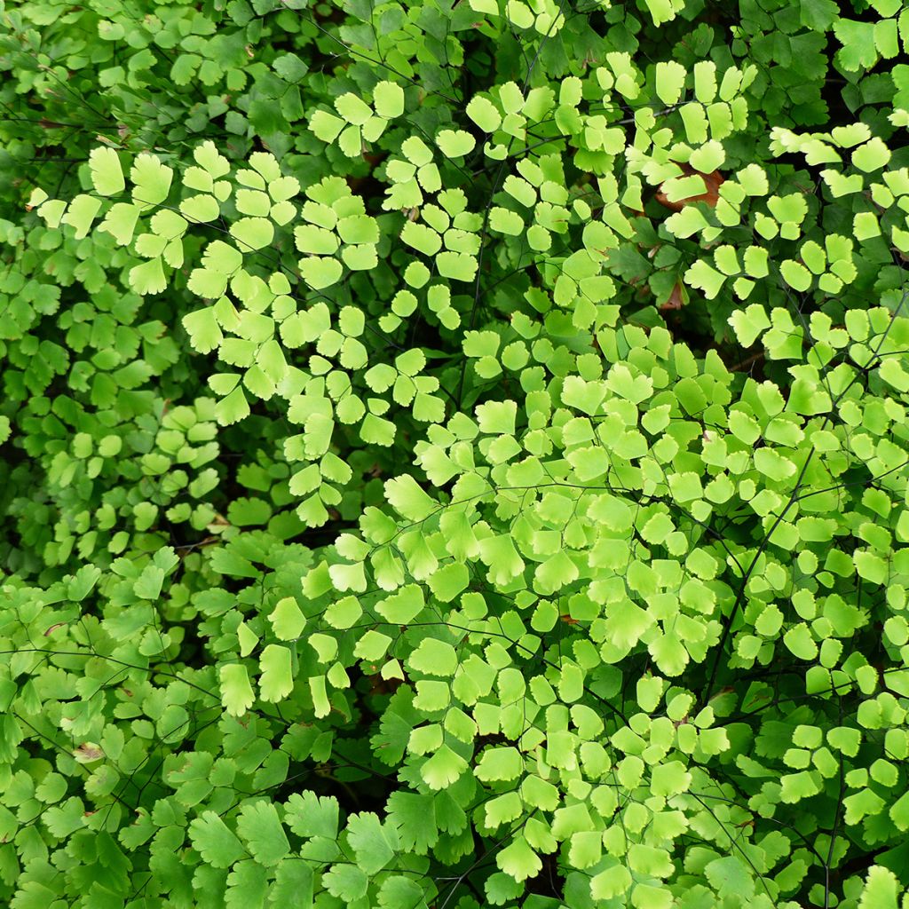 Adiantum Fritz Lüthi - Capillaire