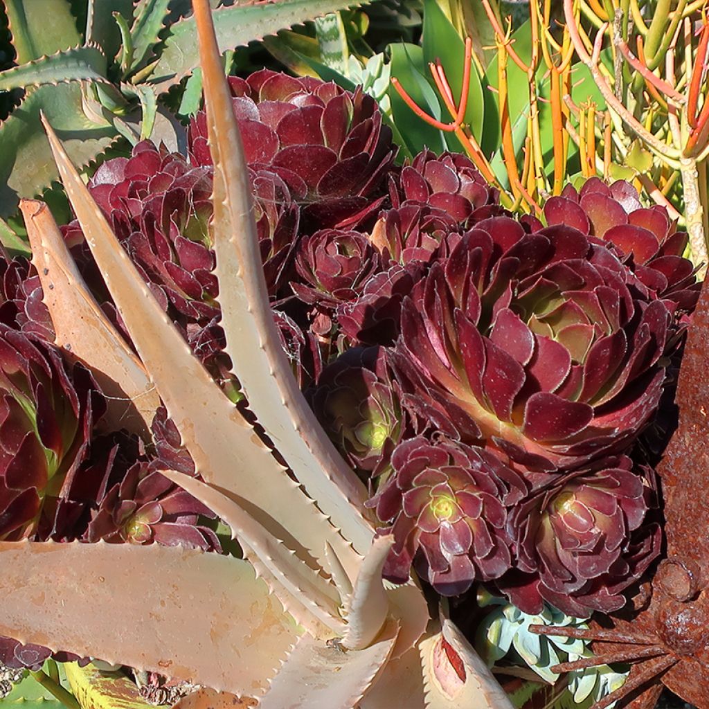 Aeonium arboreum Garnet