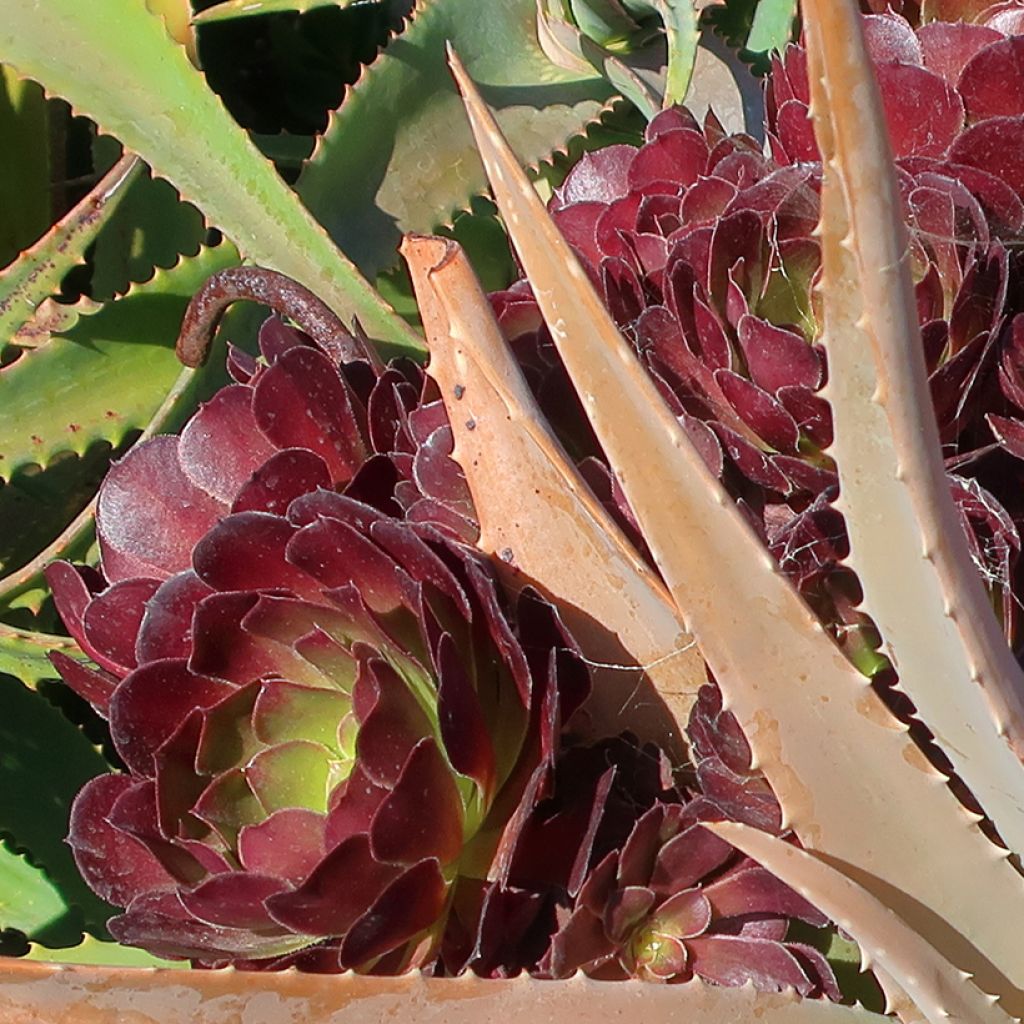 Aeonium arboreum Garnet