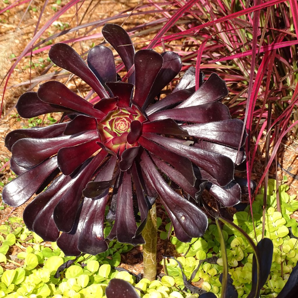 Aeonium arboreum var. atropurpureum Zwartkop