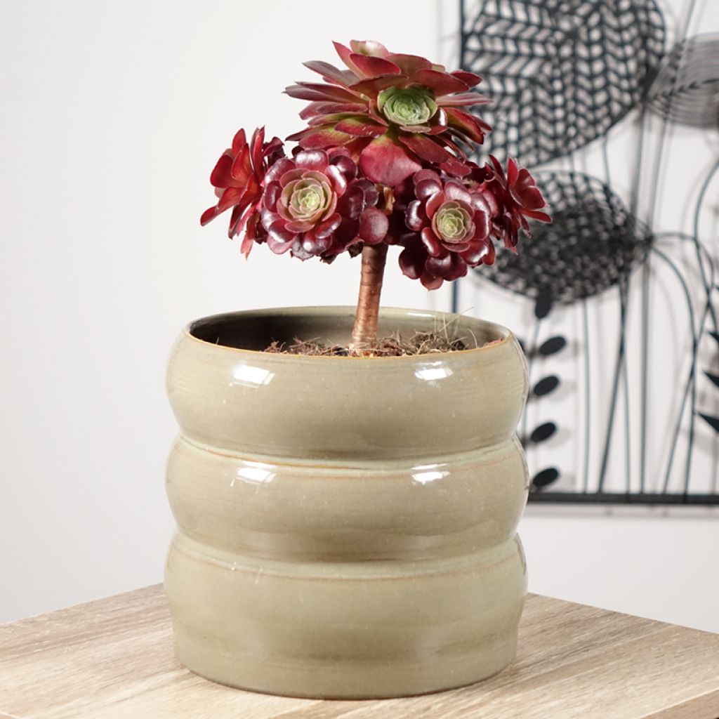 Aeonium arboreum Garnet