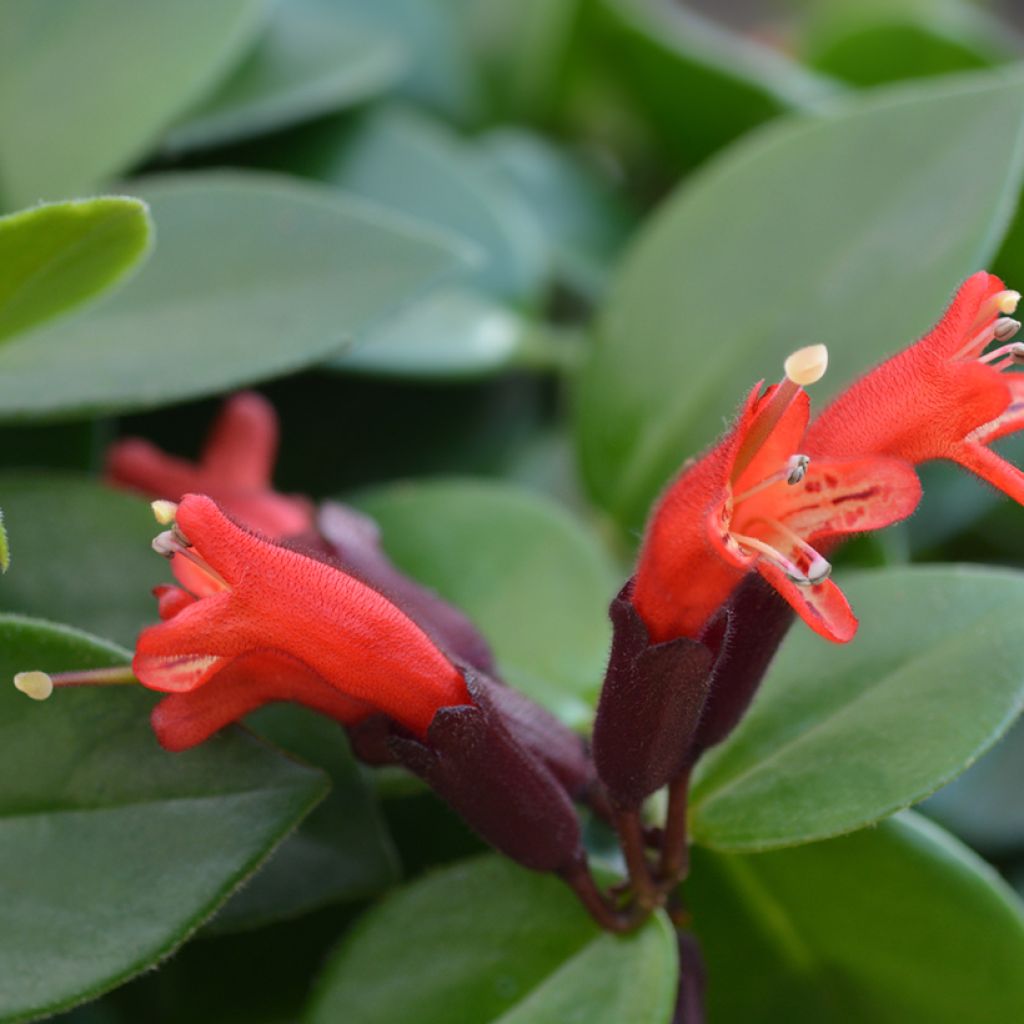 Aeschynanthus Mona Lisa - Escinanto