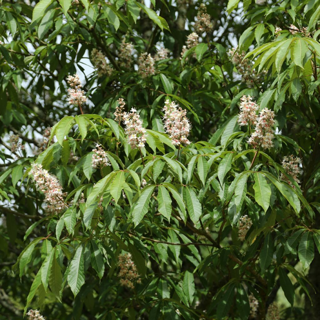Aesculus chinensis - Ippocastano