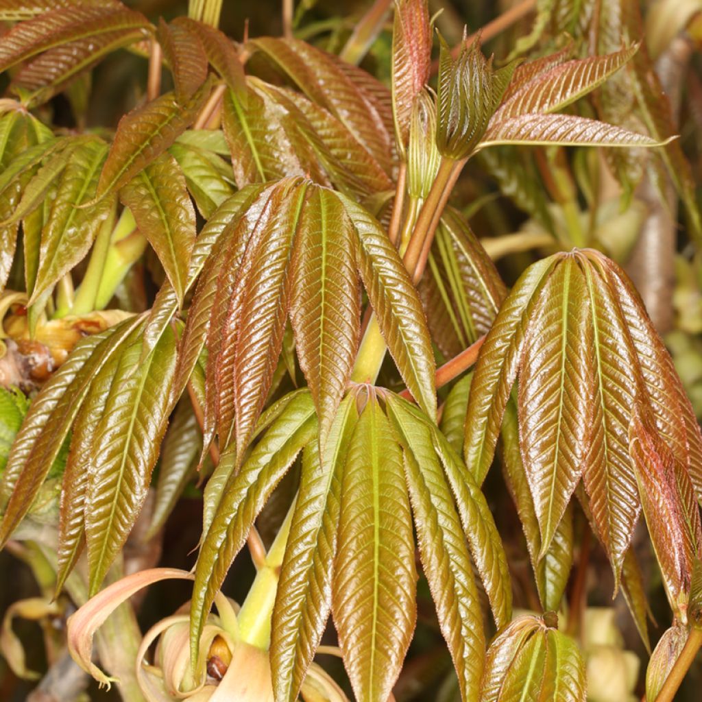 Aesculus chinensis - Ippocastano