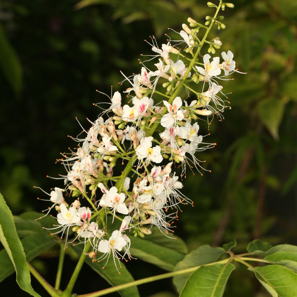 Aesculus chinensis - Ippocastano