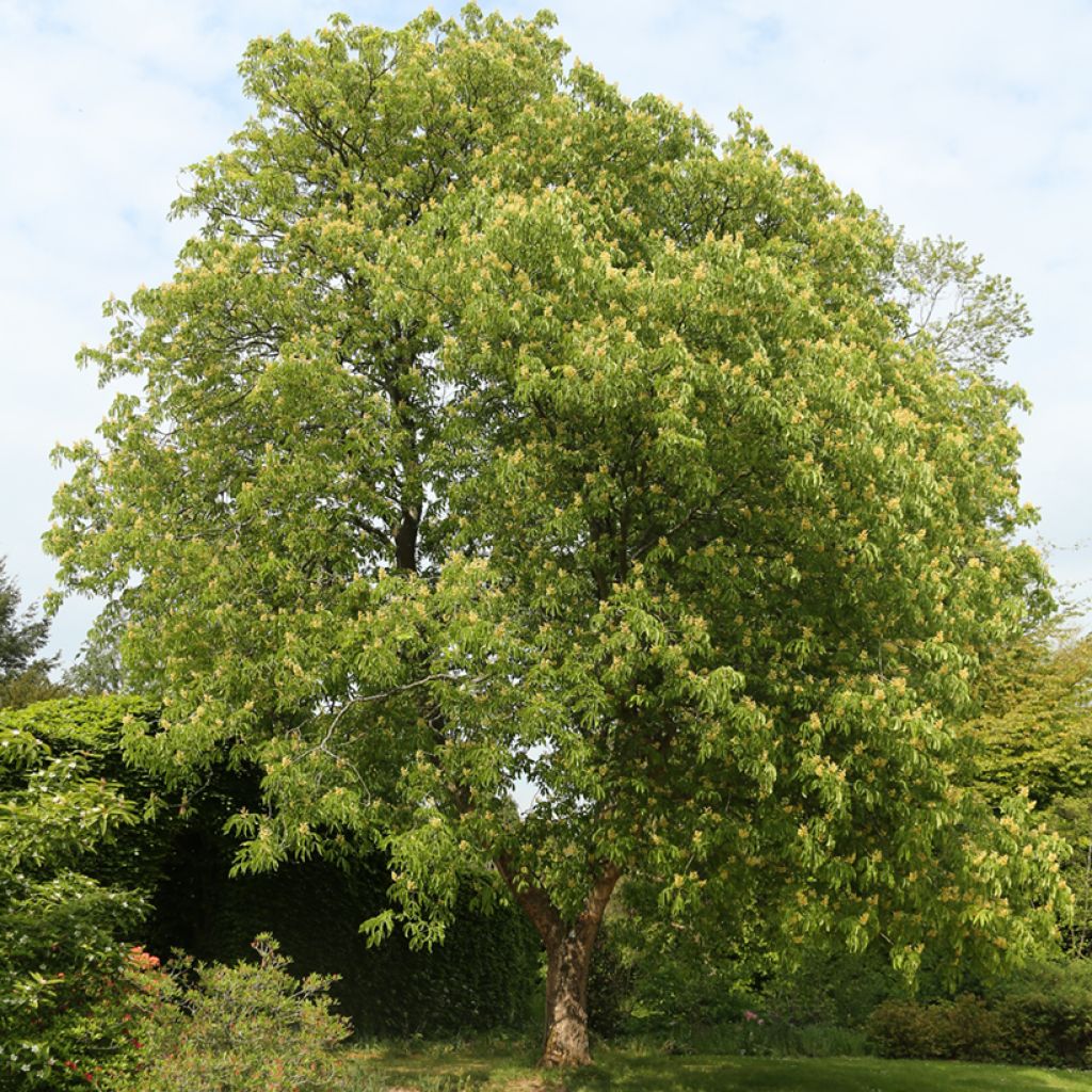 Aesculus flava - Ippocastano giallo