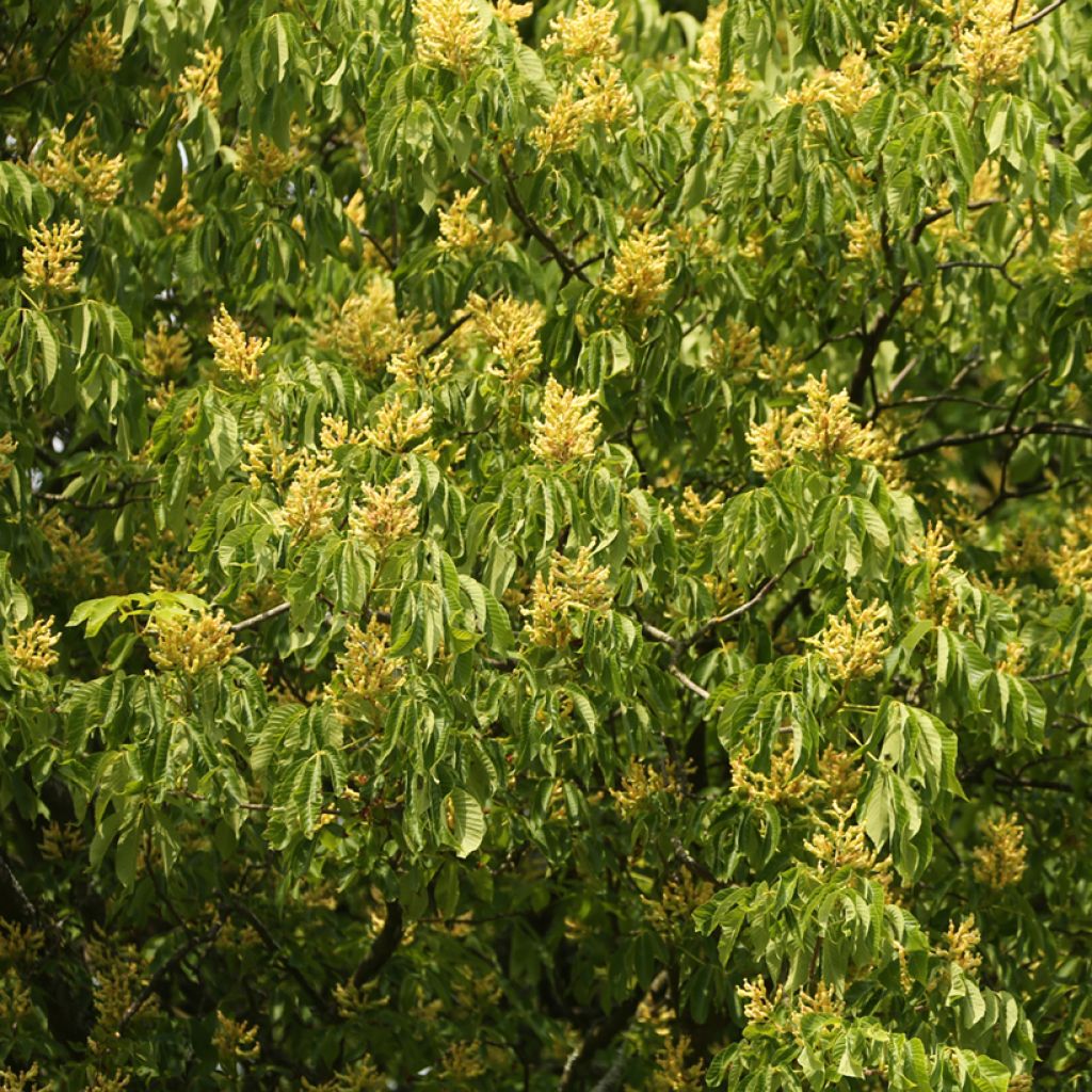 Aesculus flava - Ippocastano giallo