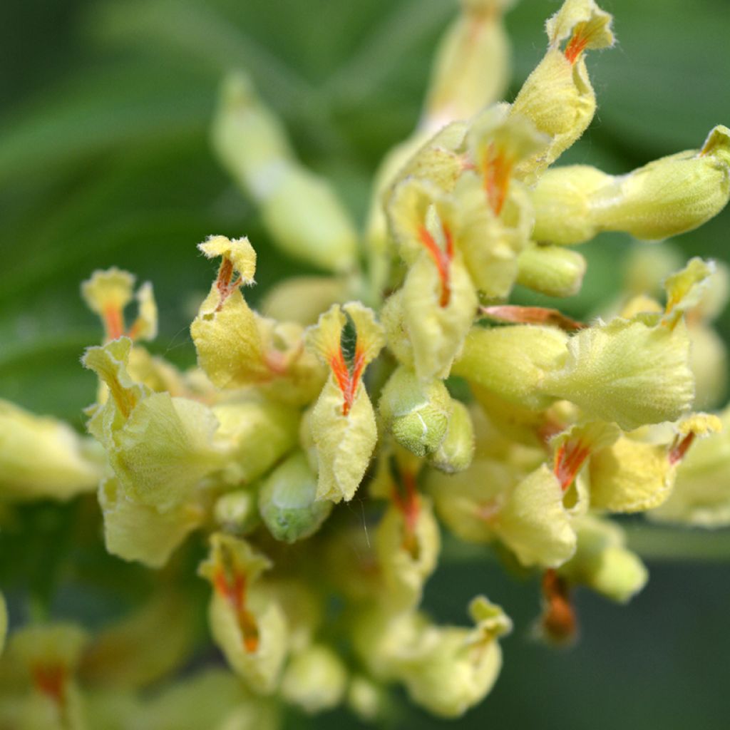 Aesculus flava - Ippocastano giallo