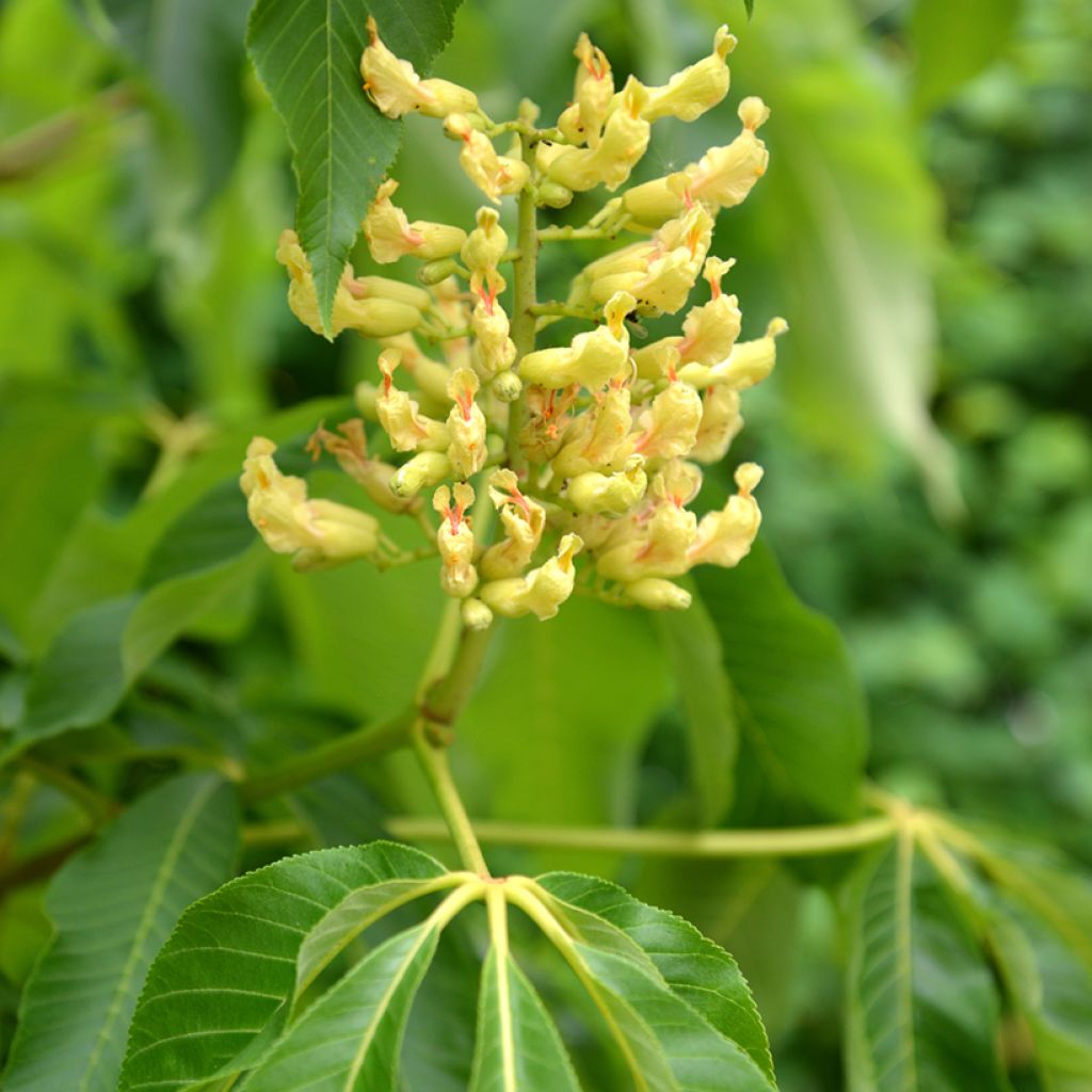 Aesculus flava - Ippocastano giallo