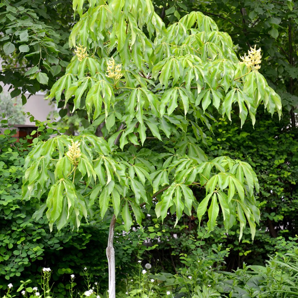 Aesculus flava - Ippocastano giallo
