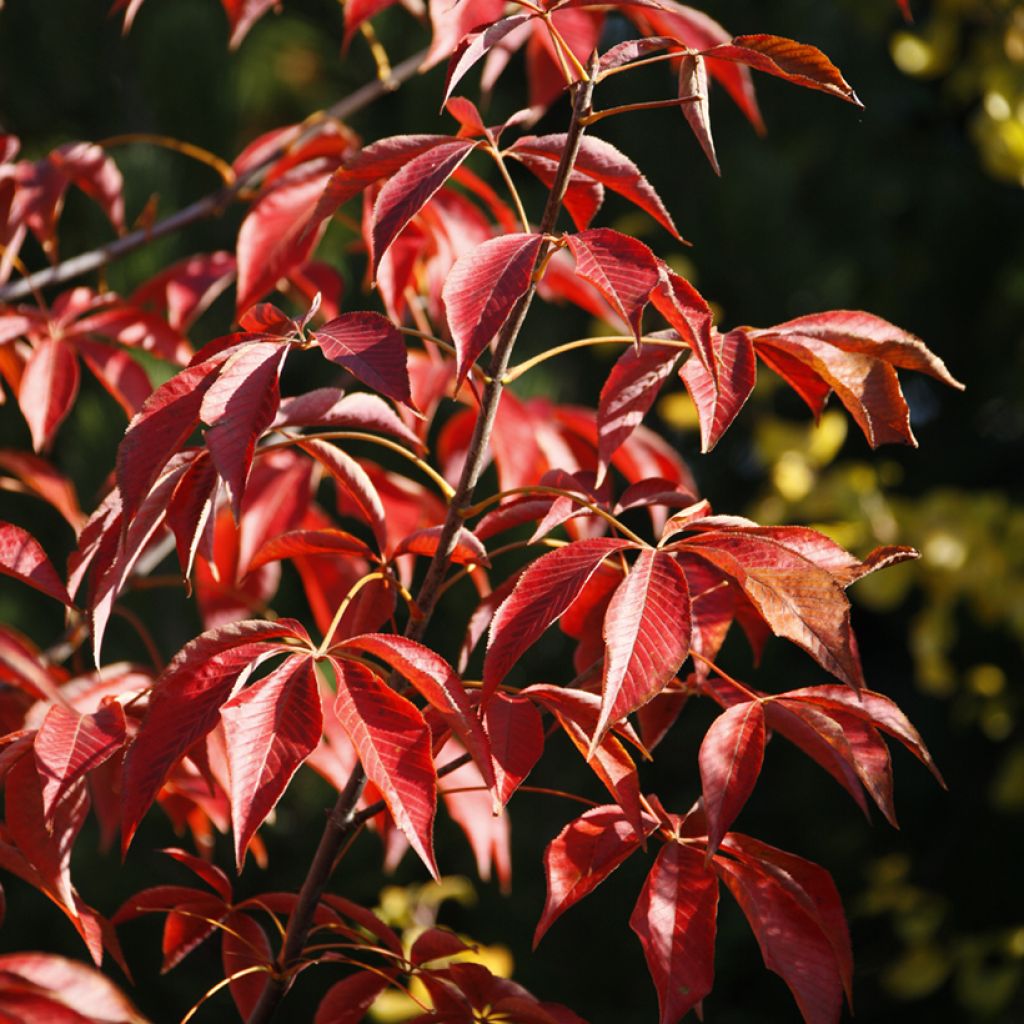 Aesculus glabra October Red