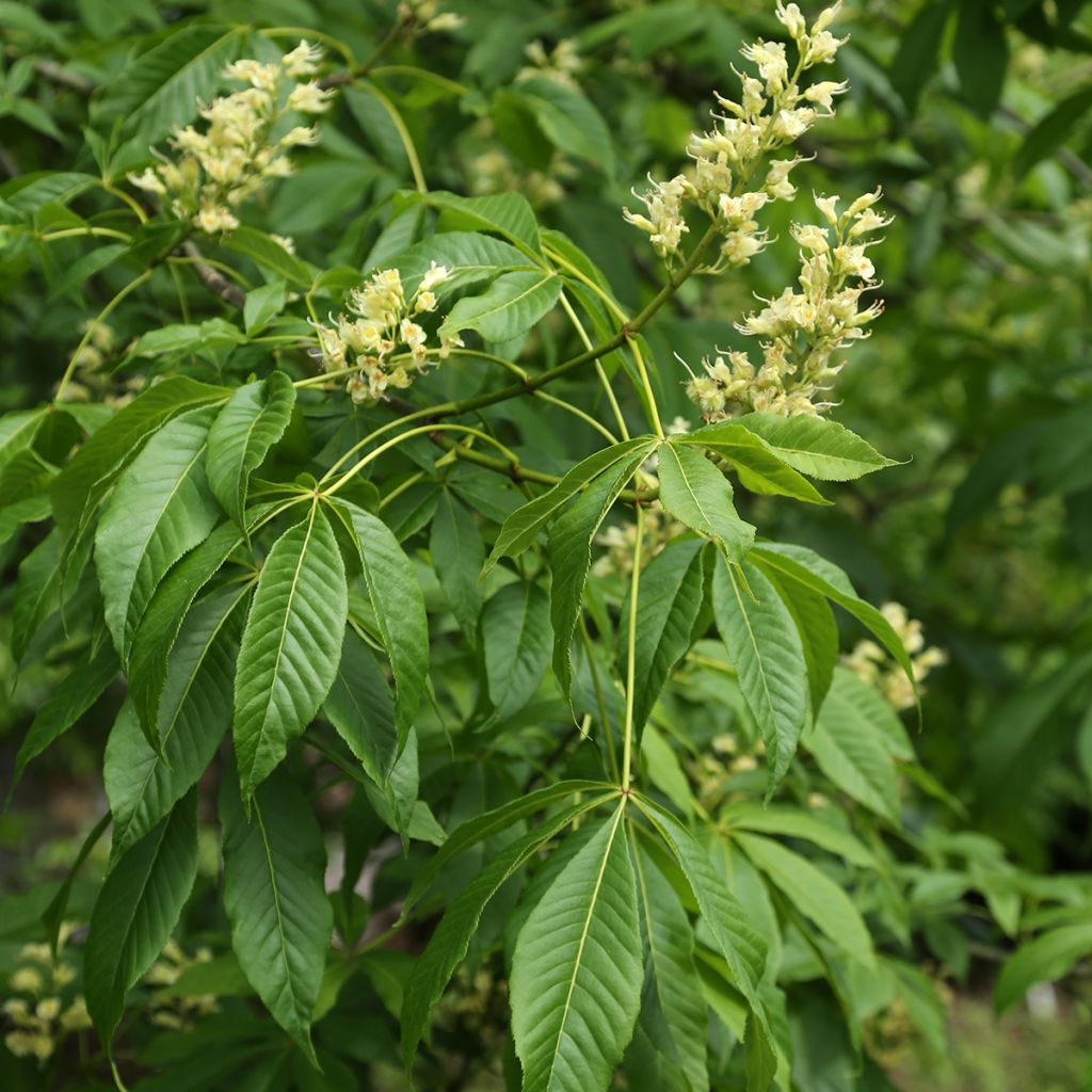 Aesculus glabra var. arguta
