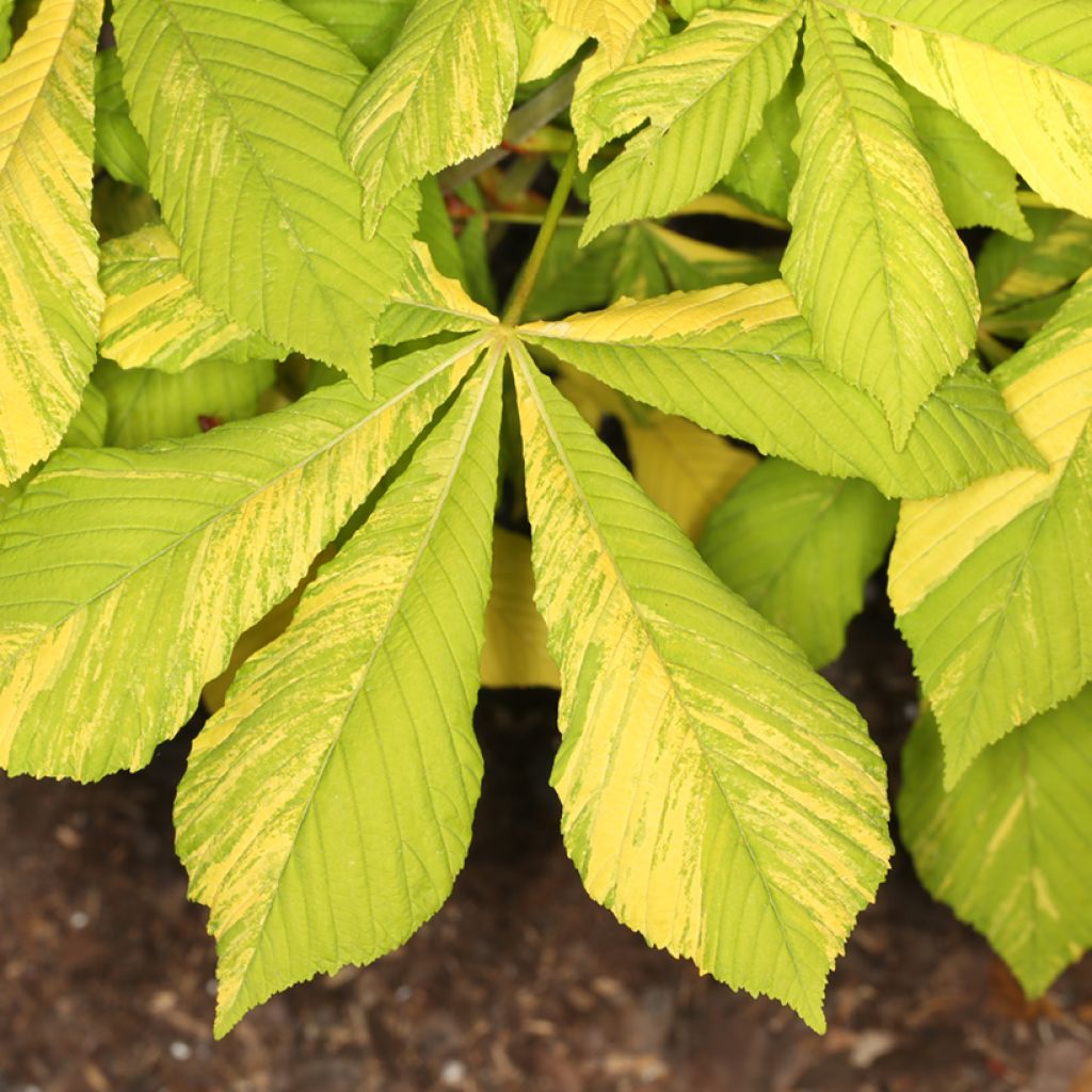 Aesculus hippocastanum Karolina Reinhold - Ippocastano