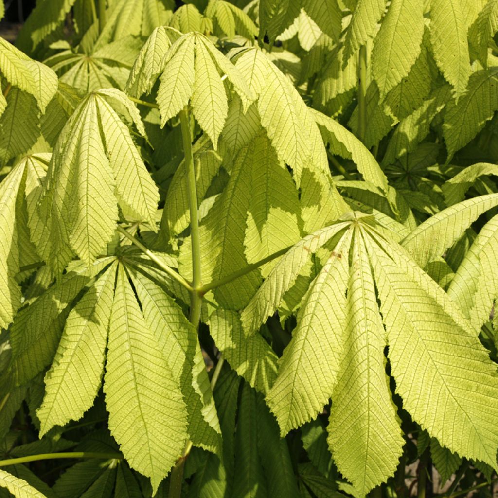 Aesculus hippocastanum Memmingeri - Ippocastano