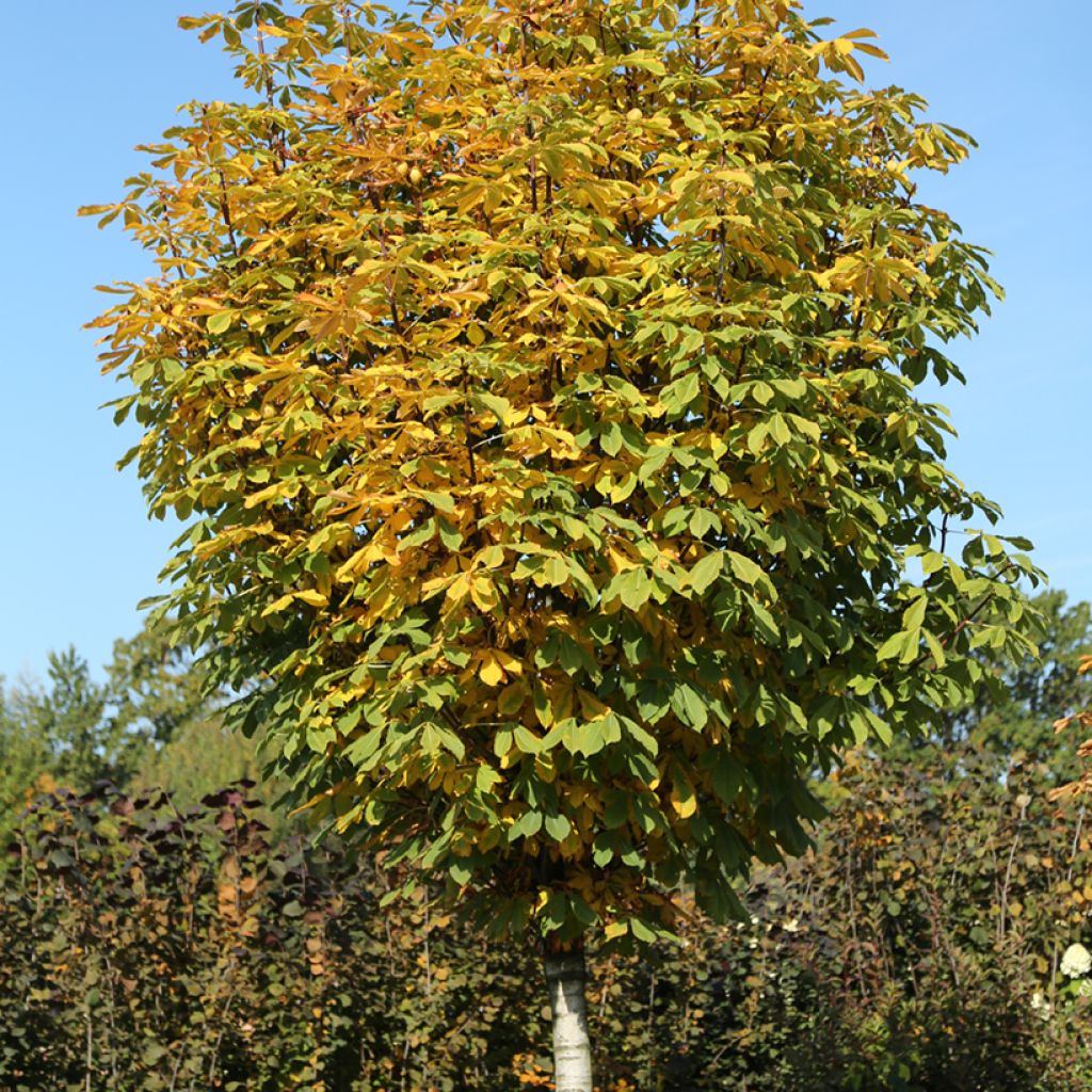 Aesculus hippocastanum Umbraculifera - Ippocastano
