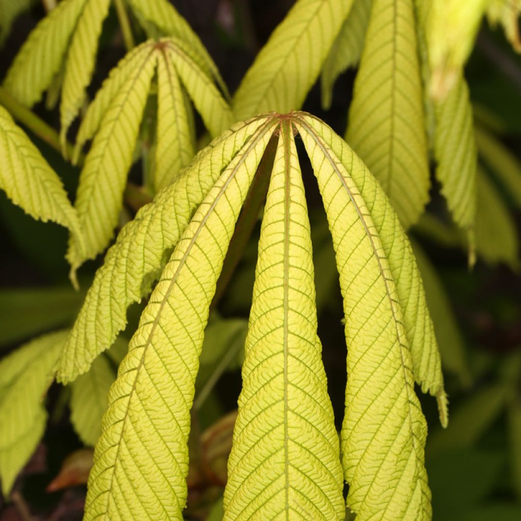 Aesculus hippocastanum Wisselink - Ippocastano