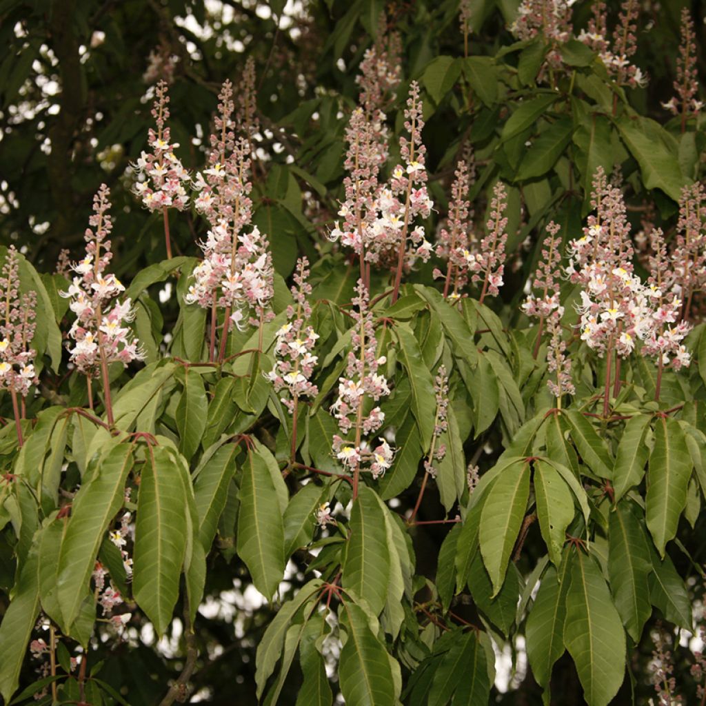 Aesculus indica Sydney Pearce - Ippocastano indiano