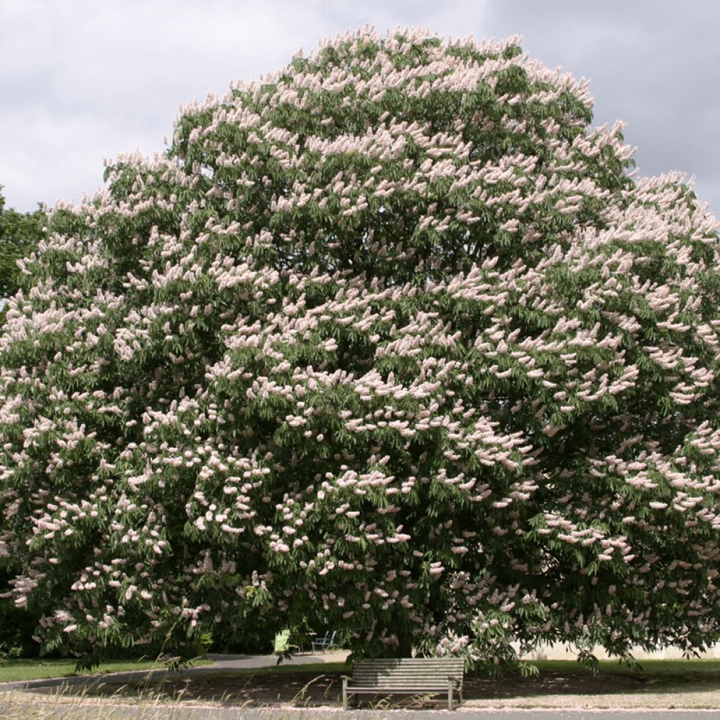 Aesculus indica Sydney Pearce - Ippocastano indiano